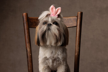 sweet little curious shih tzu puppy wearing pink bow on head looking up