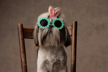 sweet shih tzu dog with sunglasses and bow looking up and sitting