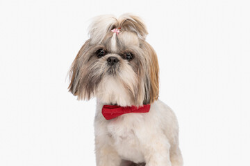 elegant little shih tzu puppy wearing red bowtie and sitting