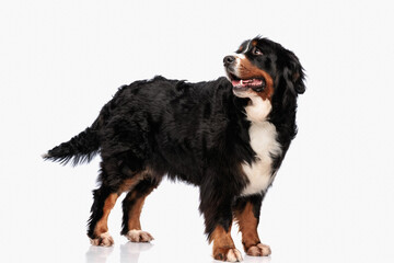 happy bernese mountain dog panting with tongue out and looking behind