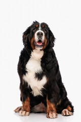 big bernese mountain dog sticking out tongue and looking up
