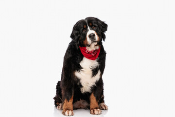 sweet bernese mountain dog with red bandana sitting on white background
