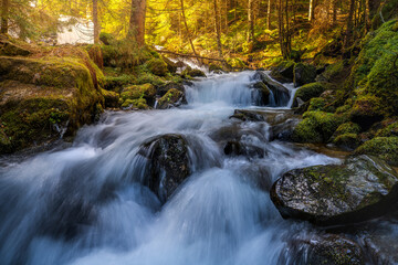 Flowing forest stream water
