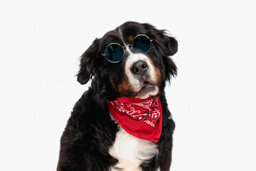 cool bernese mountain dog with red bandana wearing sunglasses