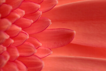 close up picture of pink gerbera daisy flower petals