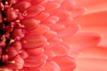 abstract texture picture of pink gebera daisy flower petals