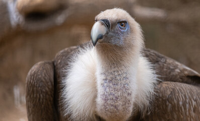 Vulture looking at the camera up close