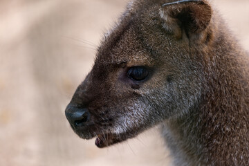 Close-up of a wallaby looking straight ahead. An animal very similar to a small kangaroo