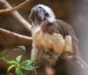 Portrait of a Cotton-top Tamarin (Saguinus oedipus) sitting on a branch