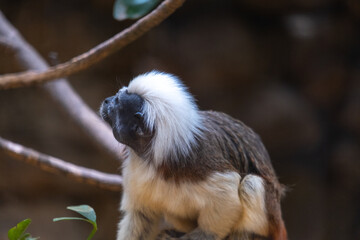 Portrait of a Cotton-top Tamarin (Saguinus oedipus) sitting on a branch