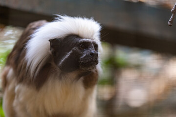 Cotton-top tamarine closeup in the wild looking at camera.