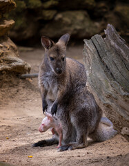Naklejka na ściany i meble Wallaby with its joey in its pouch. Very similar to a small kangaroo