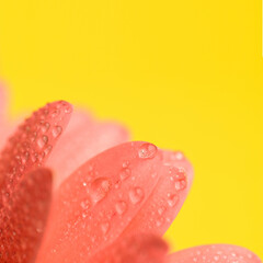 pink gerbera daisy flower petals with waterdrops on yellow background