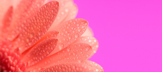 morning dew concept illustrated by pink gerbera daisy petals with waterdrops