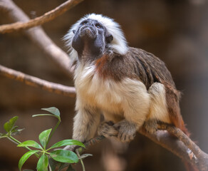 Portrait of a Cotton-top Tamarin (Saguinus oedipus) sitting on a branch