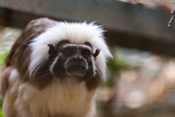 Cotton-top tamarine closeup in the wild looking at camera.