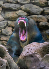 Monkey mandril open mouth, monkey mandril, Mandrillus sphinx, face of mandril. Sleepy monkey yawning