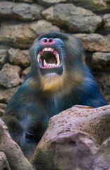 Monkey mandril open mouth, monkey mandril, Mandrillus sphinx, face of mandril. Sleepy monkey yawning