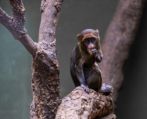 Baby brazza´s monkey from Central Africa. Cercopithecus neglectus baby playing and climbing on a tree in the zoo.