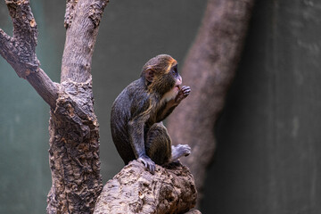 Baby brazza´s monkey from Central Africa. Cercopithecus neglectus baby playing and climbing on a tree in the zoo.