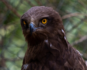 Close-up of a wild golden eagle looking at the camera
