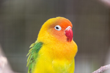 Fototapeta na wymiar Close-up of a yellow-orange and green Fischer's lovebird (Agapornis fischeri).