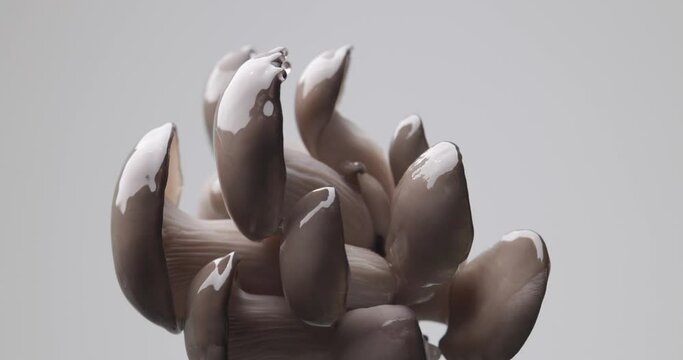 waterdroplets dripping on uncooked mushroom tree illustrating the concept of nature and fresh on grey background