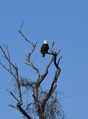 eagle on a branch