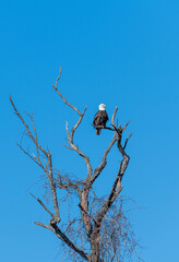 Eagle in tree