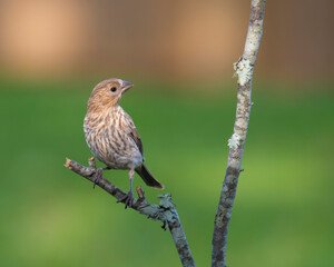 Naklejka premium finch perched on a branch