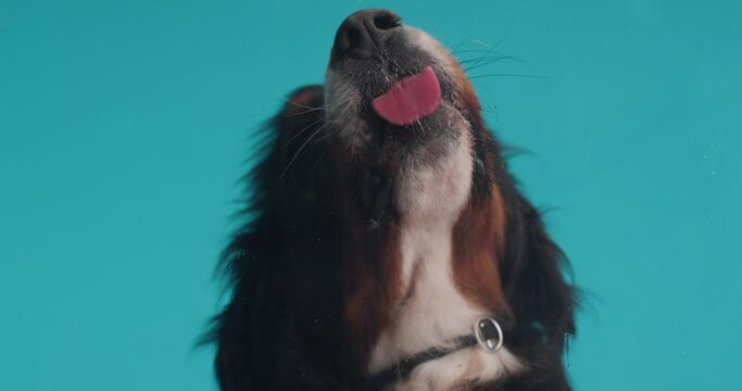 hungry Berna shepherd dog being excited and licking food from transparent glass in front of blue background