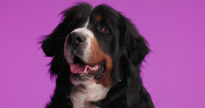 excited Bernese mountain dog looking up, sticking out tongue and panting while sitting on purple background