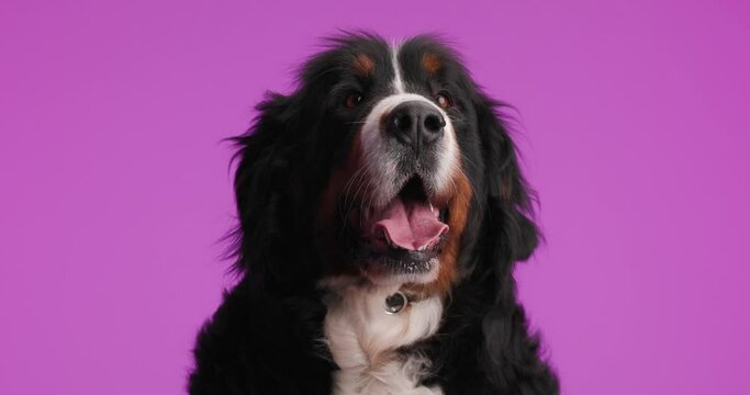 beautiful enthusiastic Berna shepherd puppy panting with tongue outside, looking up and waiting while sitting on purple background