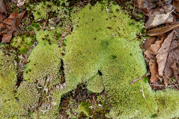 Moss covering a rock