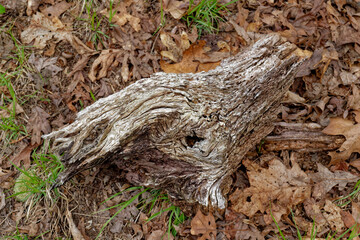 Tree part rotting on the ground