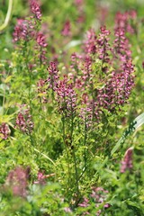 Fumaria officinalis flowering in a meadow	