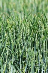 Ripening green ears of wheat in the field
