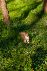Squirrel in the forest. Red squirrel in the grass. Animal. Forest animal. 