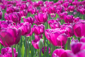 Obraz premium Field of bright tulip flowers