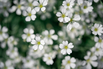Fototapeta premium close-up of flowering white flowers in meadow. beautiful nature. summer concept