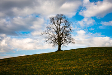 Fototapeta na wymiar Einsamer Baum auf Hügel, Jahreszeitenbaum, Frühling