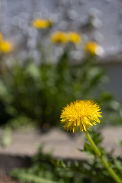 Pissenlit (dent-de-lion) jaune &agrave; maturit&eacute;