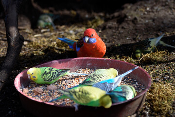 Parrots eating corn and vegetables. Red parrot.