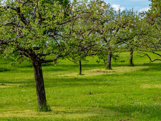 Streuobstwiese im Frühjahr