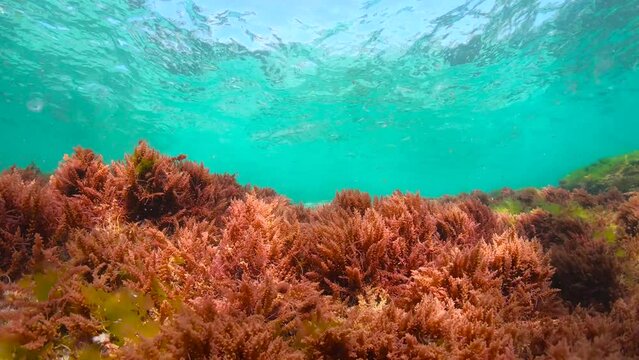 Ripples of water surface and red seaweed underwater in the Atlantic ocean, natural scene (harpoon weed alga Asparagopsis armata), Spain, 59.94fps