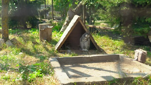 The owl is in a zoo enclosure, standing inside her wooden house and looking around.
