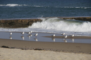 sea. beach. waves. seagulls on the sand.