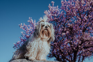 Shih tzu dog on blossom apricot tree background