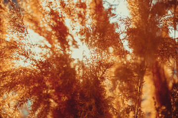 Abstract background of dry grass in warm sunset light