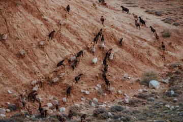 Fototapeta na wymiar Flock of sheep walks up a mountainside